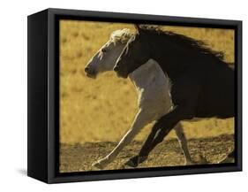 HORSE RACE-SALLY LINDEN-Framed Stretched Canvas