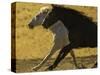 HORSE RACE-SALLY LINDEN-Stretched Canvas