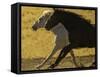 HORSE RACE-SALLY LINDEN-Framed Stretched Canvas