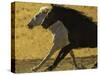 HORSE RACE-SALLY LINDEN-Stretched Canvas