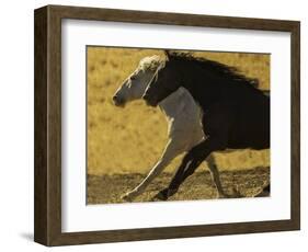 HORSE RACE-SALLY LINDEN-Framed Photographic Print