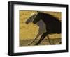 HORSE RACE-SALLY LINDEN-Framed Photographic Print