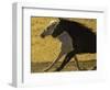 HORSE RACE-SALLY LINDEN-Framed Photographic Print