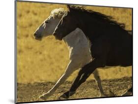 HORSE RACE-SALLY LINDEN-Mounted Photographic Print