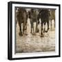 Horse racing on a muddy track-Maresa Pryor-Framed Photographic Print