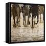 Horse racing on a muddy track-Maresa Pryor-Framed Stretched Canvas