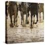 Horse racing on a muddy track-Maresa Pryor-Stretched Canvas