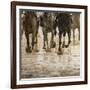 Horse racing on a muddy track-Maresa Pryor-Framed Photographic Print