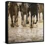 Horse racing on a muddy track-Maresa Pryor-Framed Stretched Canvas