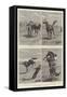 Horse Ranching in Queensland-John Charles Dollman-Framed Stretched Canvas