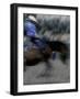 Horse Rider in Motion, USA-Michael Brown-Framed Photographic Print