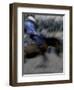 Horse Rider in Motion, USA-Michael Brown-Framed Photographic Print