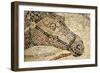 Horse Roman Floor Mosaic-null-Framed Giclee Print