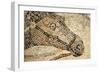 Horse Roman Floor Mosaic-null-Framed Giclee Print