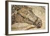 Horse Roman Floor Mosaic-null-Framed Giclee Print