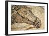 Horse Roman Floor Mosaic-null-Framed Giclee Print