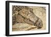 Horse Roman Floor Mosaic-null-Framed Premium Giclee Print