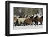 Horse roundup in winter, Kalispell, Montana-Adam Jones-Framed Photographic Print