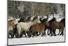 Horse roundup in winter, Kalispell, Montana-Adam Jones-Mounted Photographic Print