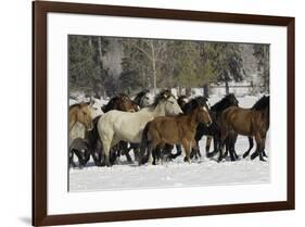 Horse roundup in winter, Kalispell, Montana-Adam Jones-Framed Premium Photographic Print