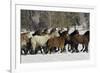 Horse roundup in winter, Kalispell, Montana-Adam Jones-Framed Premium Photographic Print