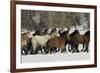 Horse roundup in winter, Kalispell, Montana-Adam Jones-Framed Premium Photographic Print