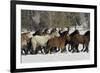 Horse roundup in winter, Kalispell, Montana-Adam Jones-Framed Premium Photographic Print