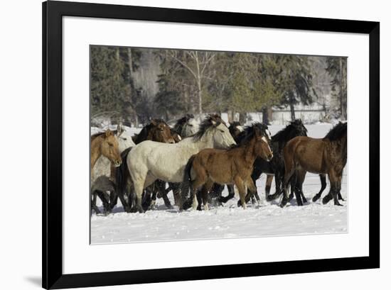 Horse roundup in winter, Kalispell, Montana-Adam Jones-Framed Premium Photographic Print