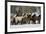 Horse roundup in winter, Kalispell, Montana-Adam Jones-Framed Premium Photographic Print