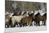 Horse roundup in winter, Kalispell, Montana-Adam Jones-Mounted Premium Photographic Print