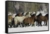 Horse roundup in winter, Kalispell, Montana-Adam Jones-Framed Stretched Canvas