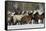 Horse roundup in winter, Kalispell, Montana-Adam Jones-Framed Stretched Canvas