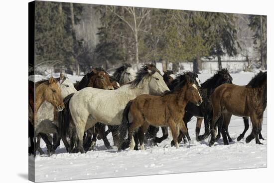 Horse roundup in winter, Kalispell, Montana-Adam Jones-Stretched Canvas