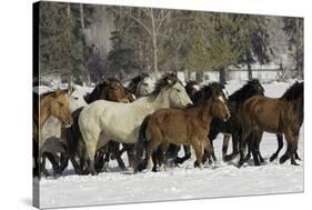 Horse roundup in winter, Kalispell, Montana-Adam Jones-Stretched Canvas