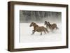 Horse roundup in winter, Kalispell, Montana-Adam Jones-Framed Photographic Print