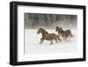 Horse roundup in winter, Kalispell, Montana-Adam Jones-Framed Photographic Print