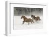 Horse roundup in winter, Kalispell, Montana-Adam Jones-Framed Photographic Print