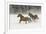 Horse roundup in winter, Kalispell, Montana-Adam Jones-Framed Premium Photographic Print