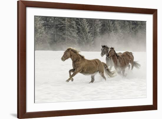 Horse roundup in winter, Kalispell, Montana-Adam Jones-Framed Premium Photographic Print