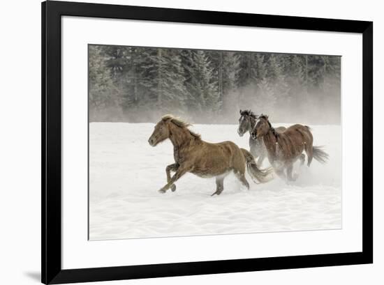 Horse roundup in winter, Kalispell, Montana-Adam Jones-Framed Premium Photographic Print