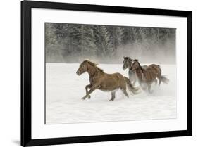 Horse roundup in winter, Kalispell, Montana-Adam Jones-Framed Premium Photographic Print