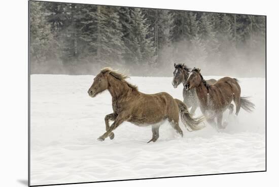 Horse roundup in winter, Kalispell, Montana-Adam Jones-Mounted Premium Photographic Print