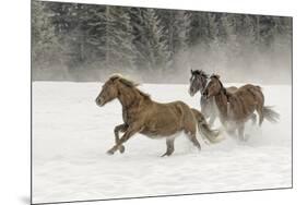 Horse roundup in winter, Kalispell, Montana-Adam Jones-Mounted Premium Photographic Print