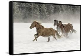 Horse roundup in winter, Kalispell, Montana-Adam Jones-Framed Stretched Canvas