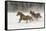 Horse roundup in winter, Kalispell, Montana-Adam Jones-Framed Stretched Canvas