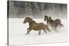 Horse roundup in winter, Kalispell, Montana-Adam Jones-Stretched Canvas