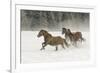 Horse roundup in winter, Kalispell, Montana-Adam Jones-Framed Photographic Print