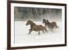 Horse roundup in winter, Kalispell, Montana-Adam Jones-Framed Photographic Print