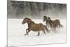 Horse roundup in winter, Kalispell, Montana-Adam Jones-Mounted Photographic Print