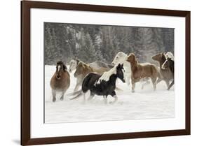 Horse roundup in winter, Kalispell, Montana-Adam Jones-Framed Premium Photographic Print